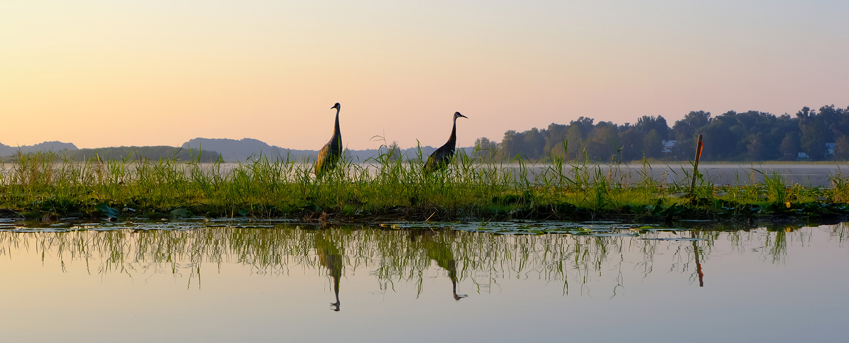 Two adult cranes in a lake